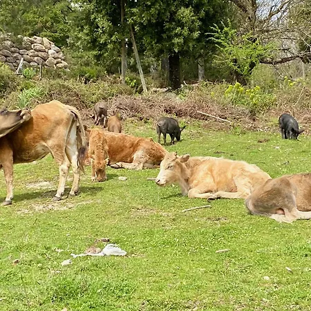 Semesterbostad Un Ecrin De Verdure Face A La
